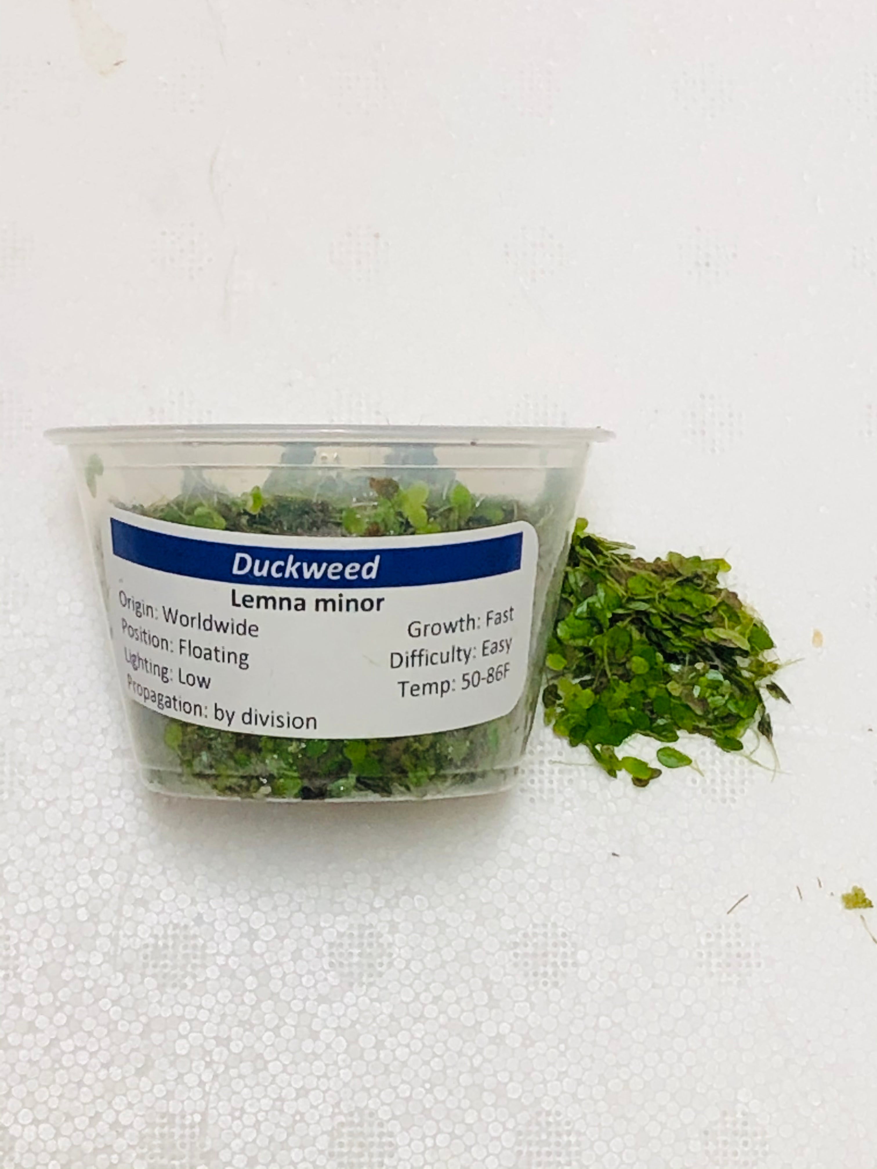Duckweed – H2O Plants