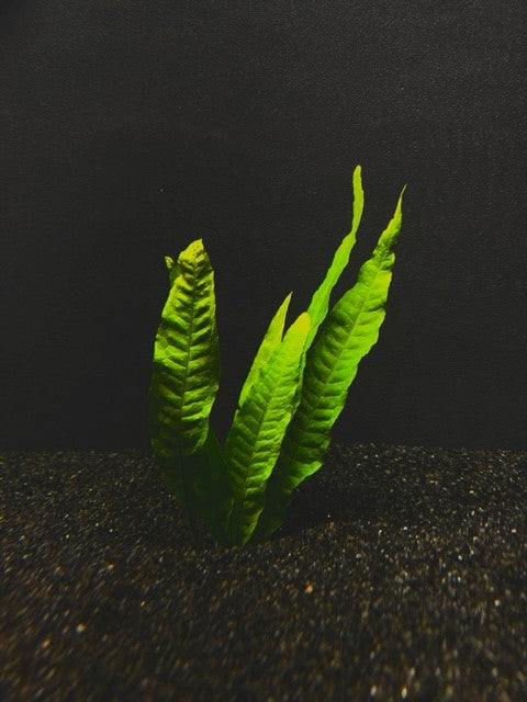 java fern plant Java Fern 'Narrow Leaf'