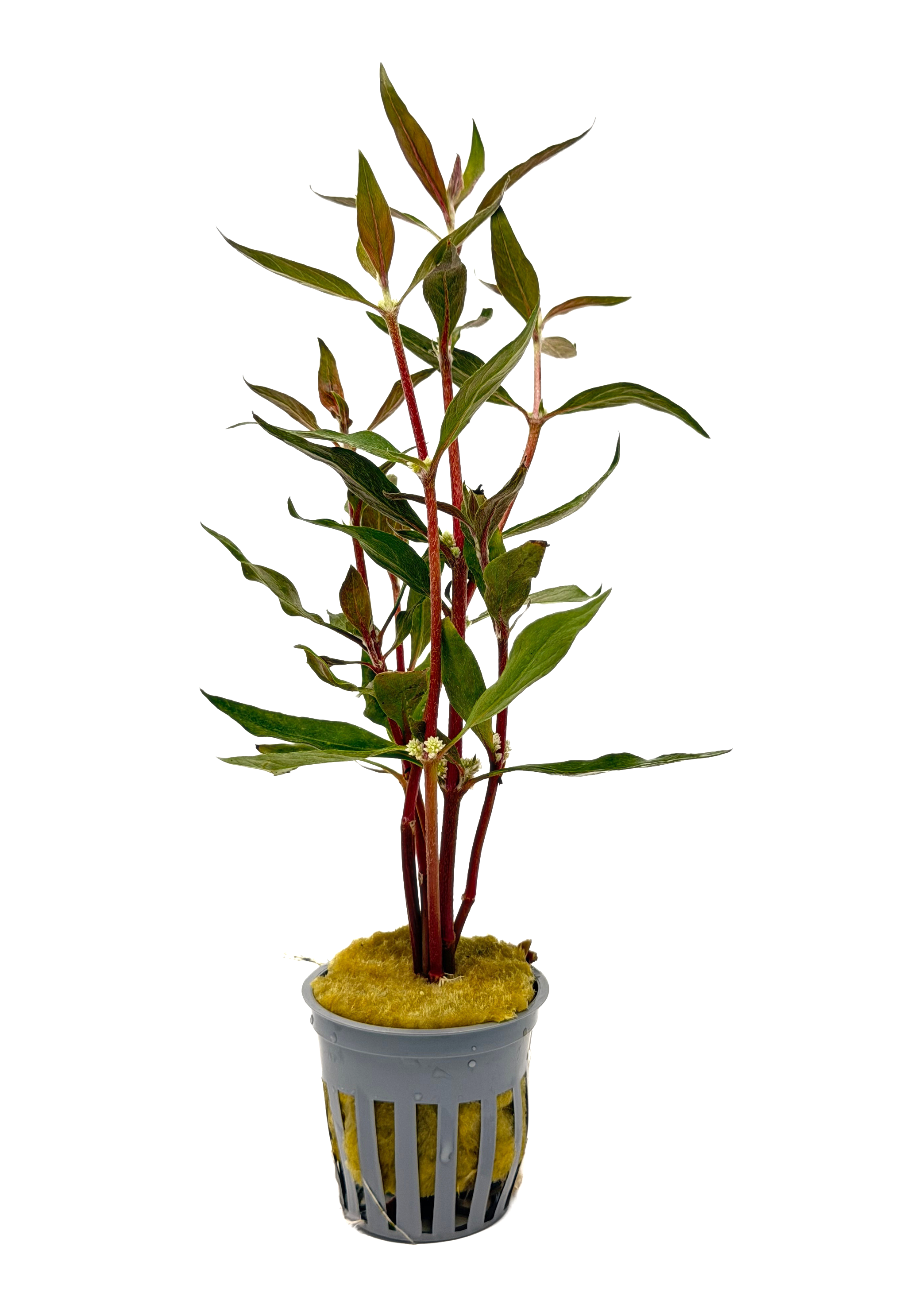 alternanthera aquarium plant Alternanthera Reineckii Scarlet Temple