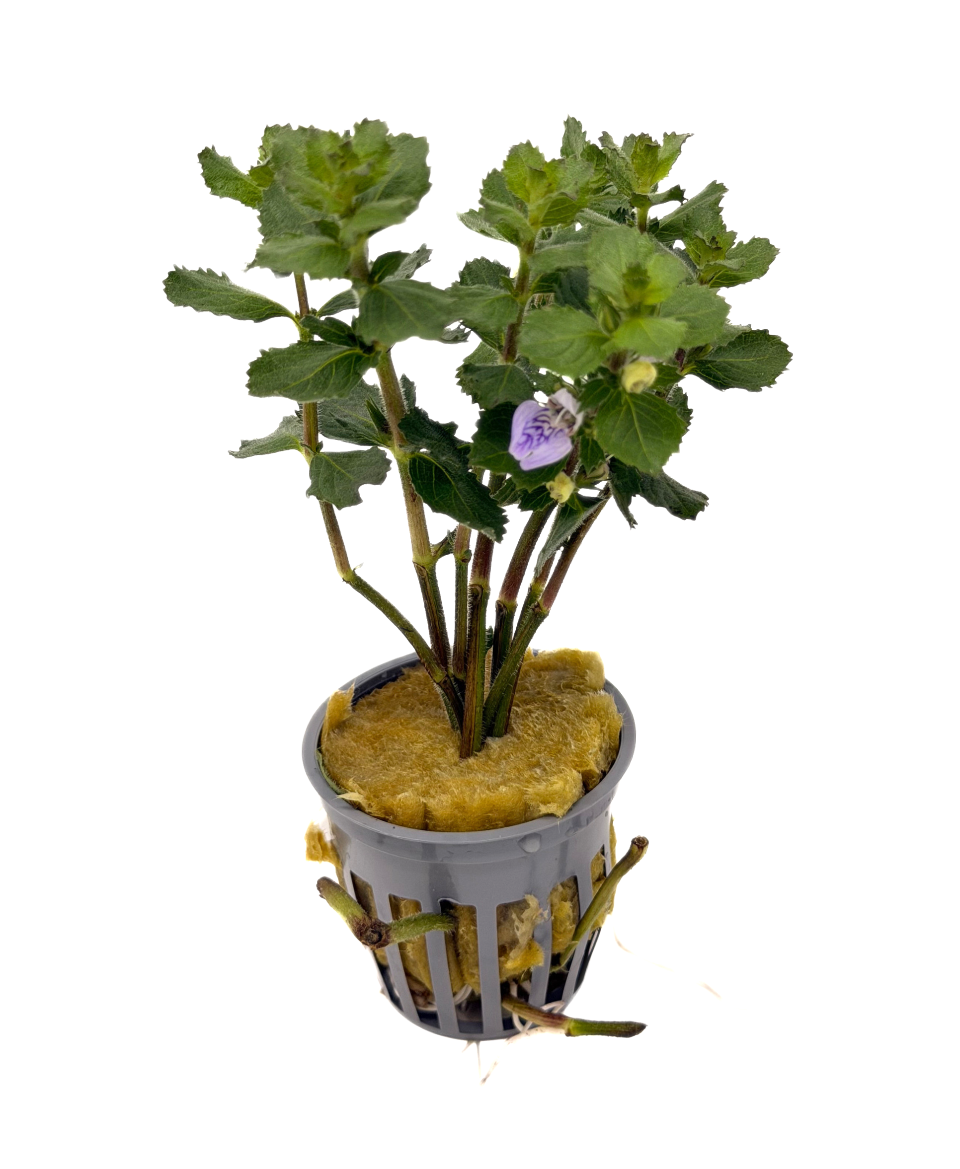 wisteria aquarium plant Water Wisteria (Hygrophila Difformis)