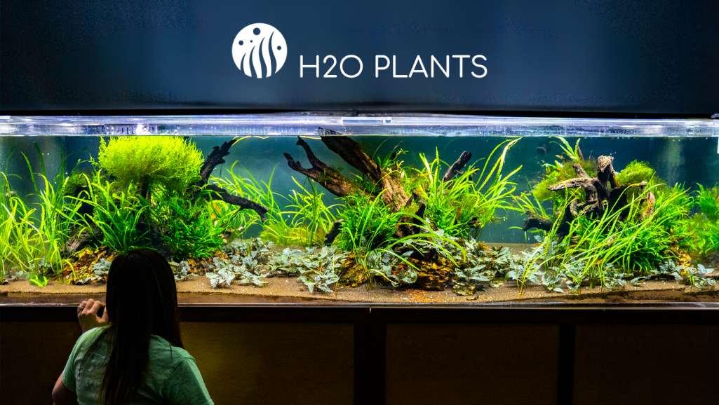 Live Aquarium Plants | H2O PLANTS | EASY, AFFORDABLE, LIVE GUARANTEE  H2O  Plants