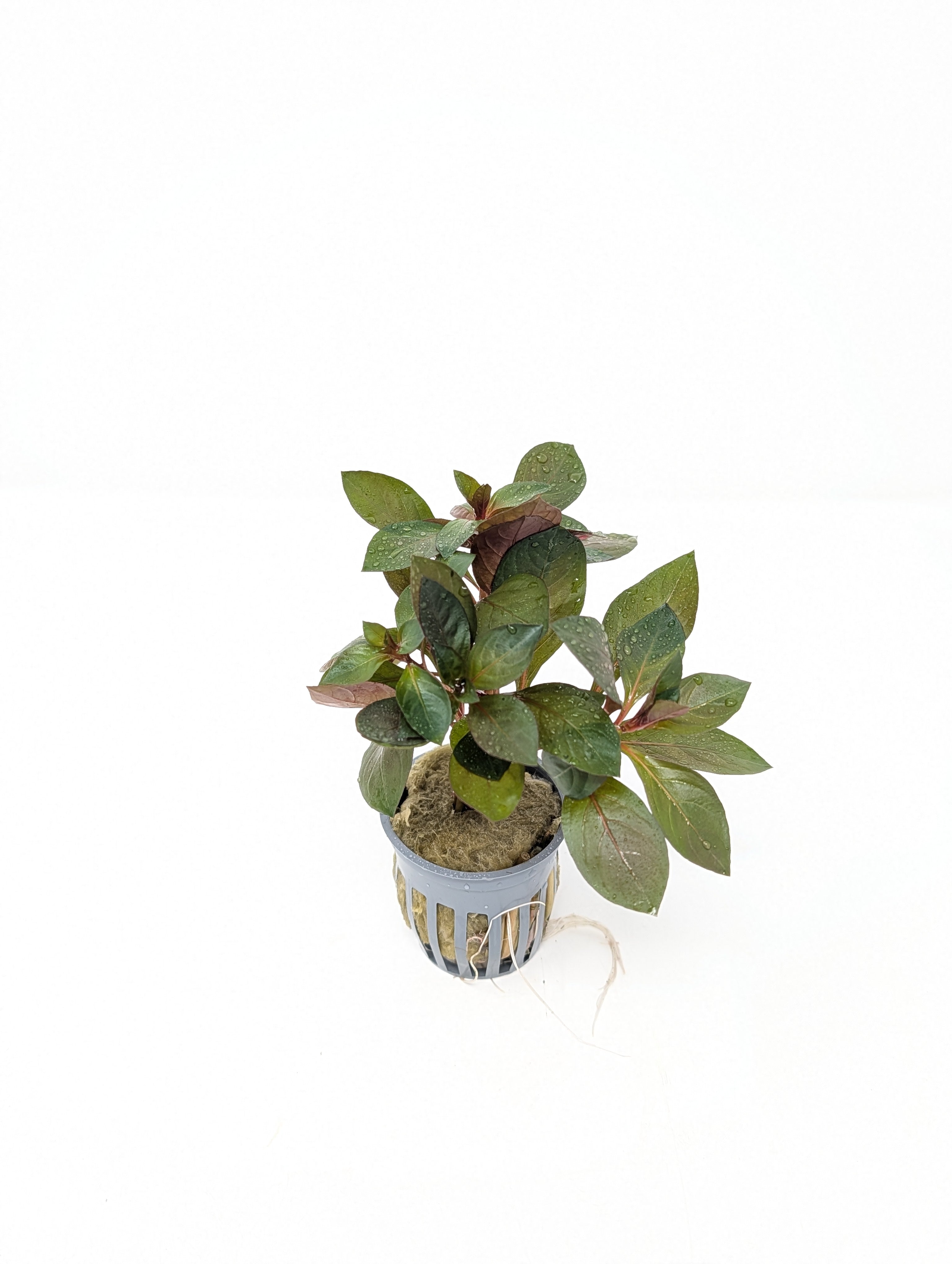 Ludwigia Dark Red – H2O Plants
