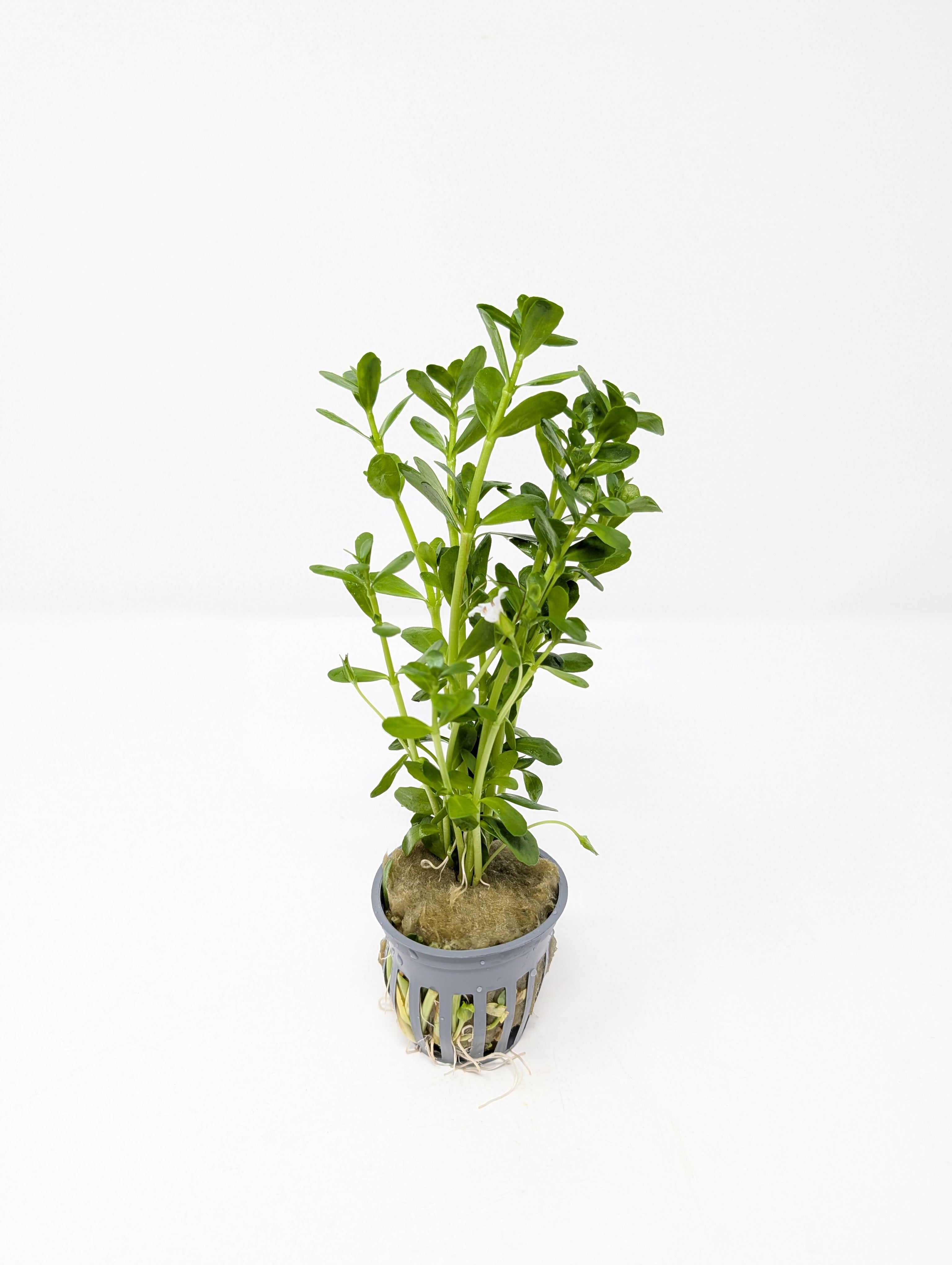 money wort plant Moneywort - Bacopa Monnieri For Sale | Aquatic Plants
