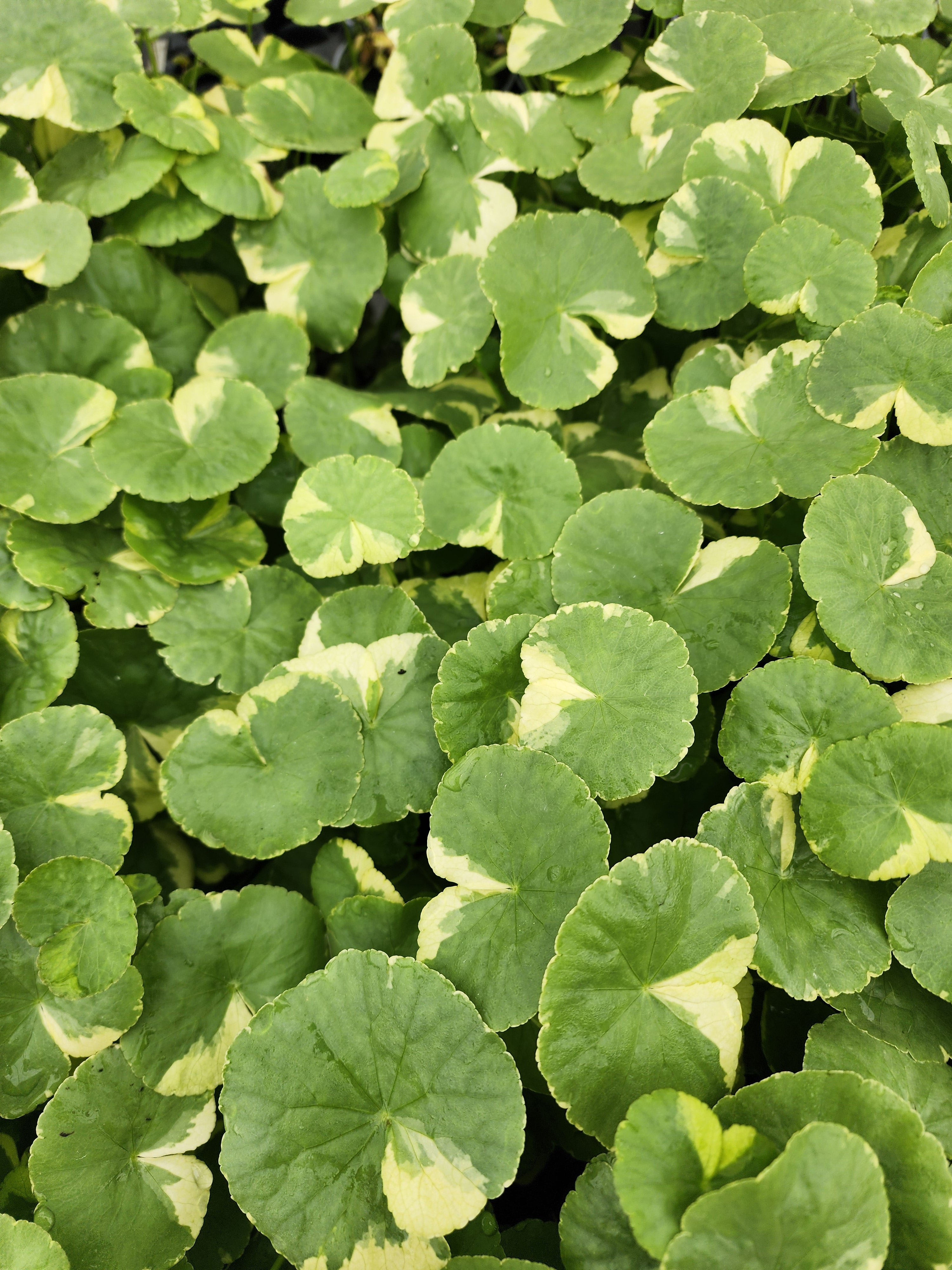 Hydrocotyle verticillata (Water Pennywort)
