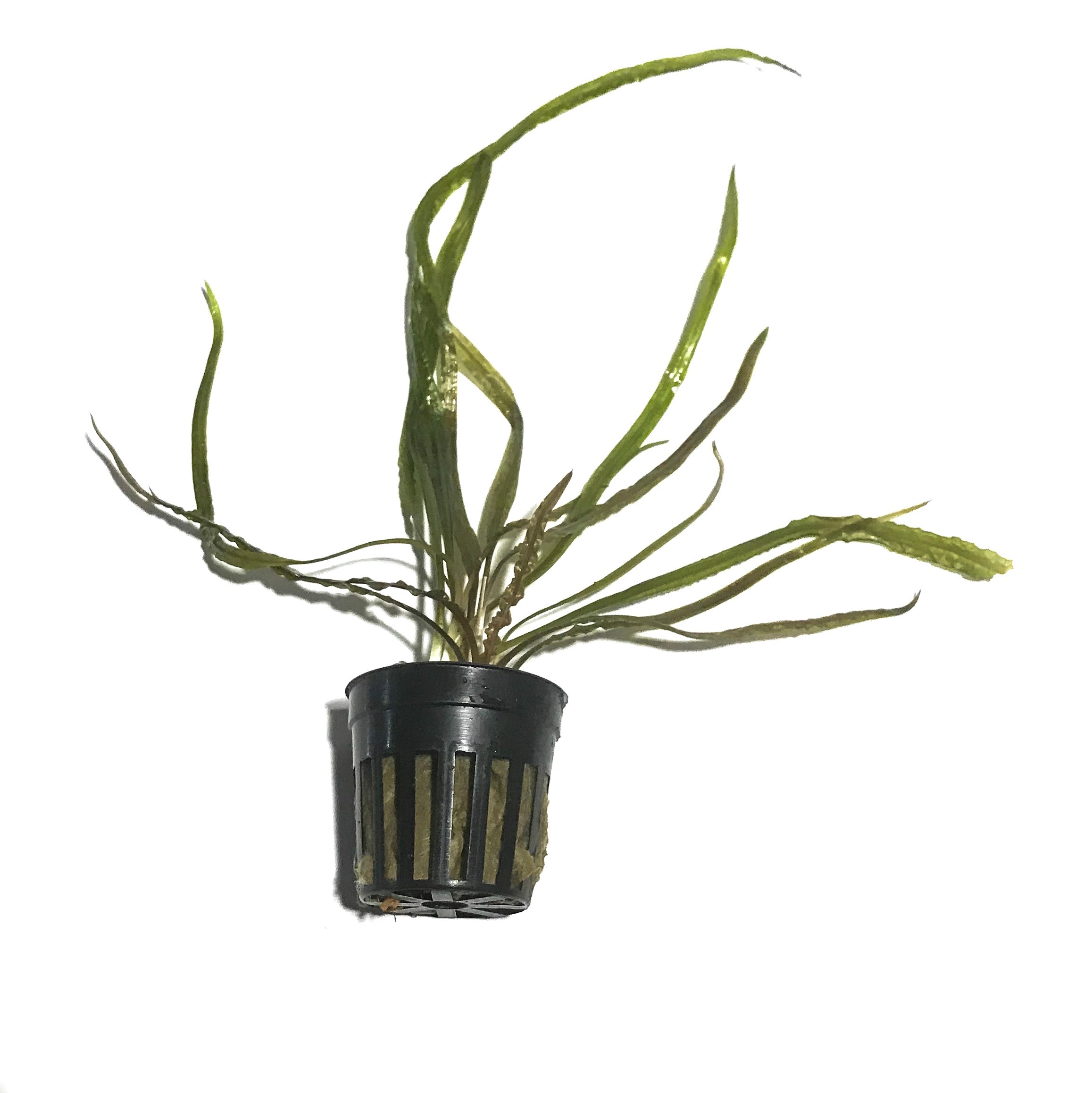 Cryptocoryne Retrospiralis – H2O Plants