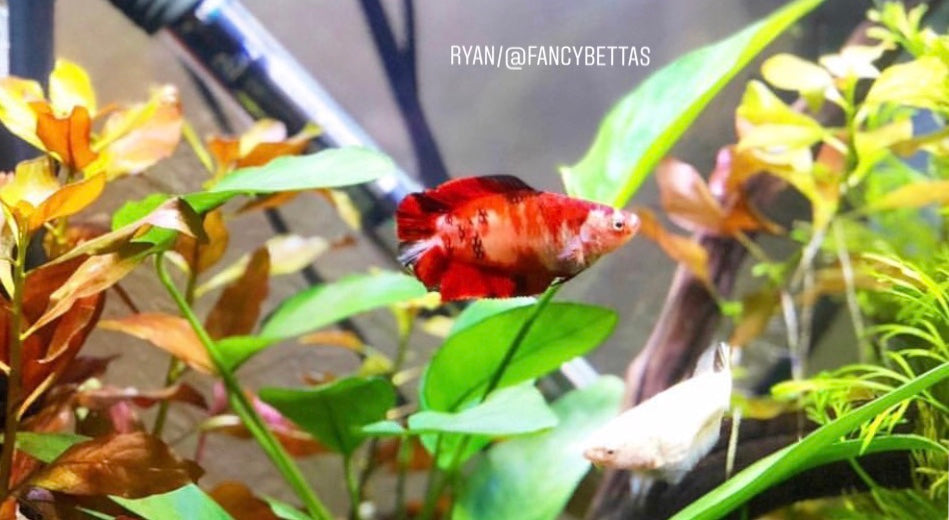 How to get the most Colorful and Happy Bettas.