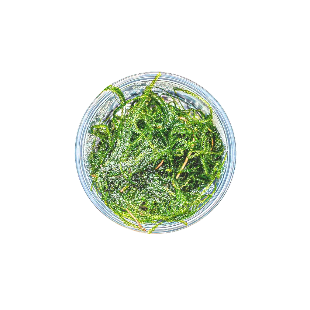 Java Moss