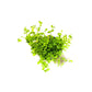 Monte Carlo | Micranthemum Tweediei (Best Seller) - H2O Plants