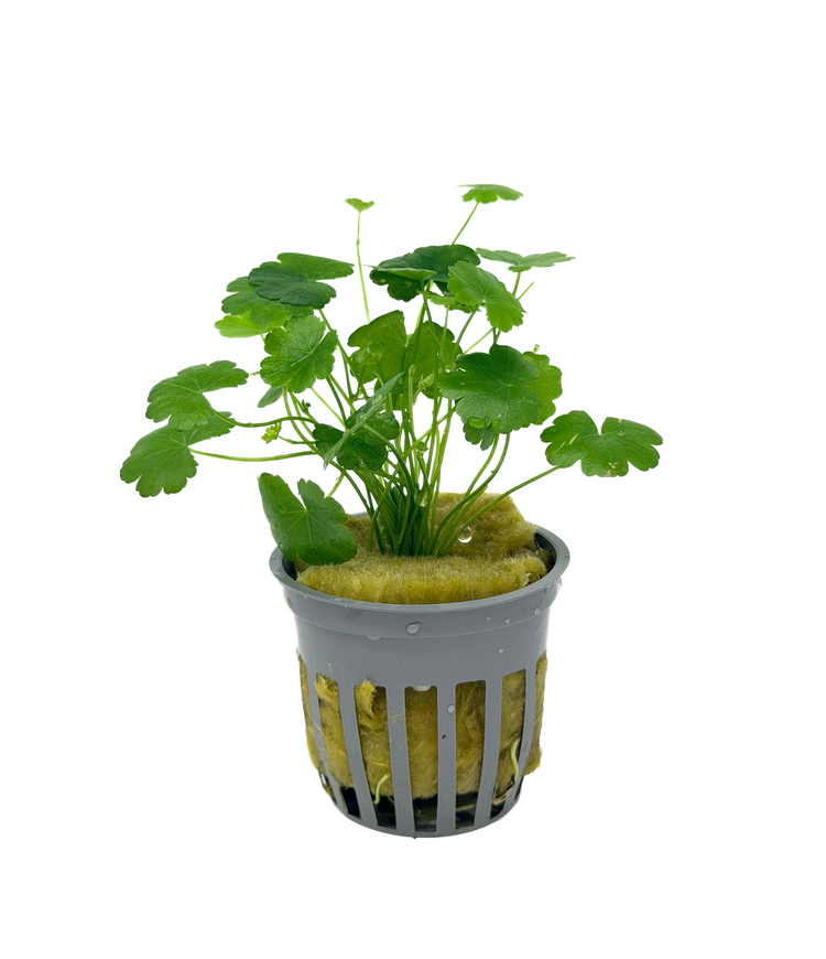 Hydrocotyle Tripartita (Japanese Pennywort)