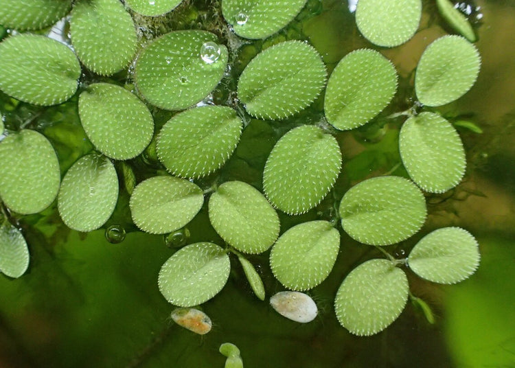 Water Spangle | Salvinia Minima - H2O Plants