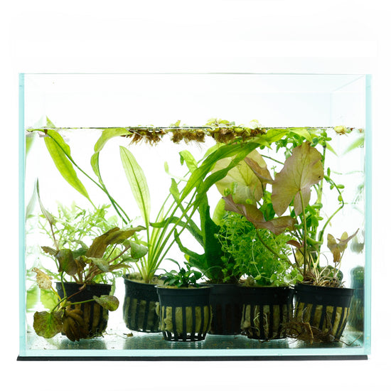 house plants that can grow in aquarium 12 Plant