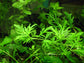 Water Wisteria | Hygrophila Difformis - H2O Plants