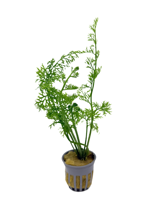 Water Sprite Lace | Indian Fern