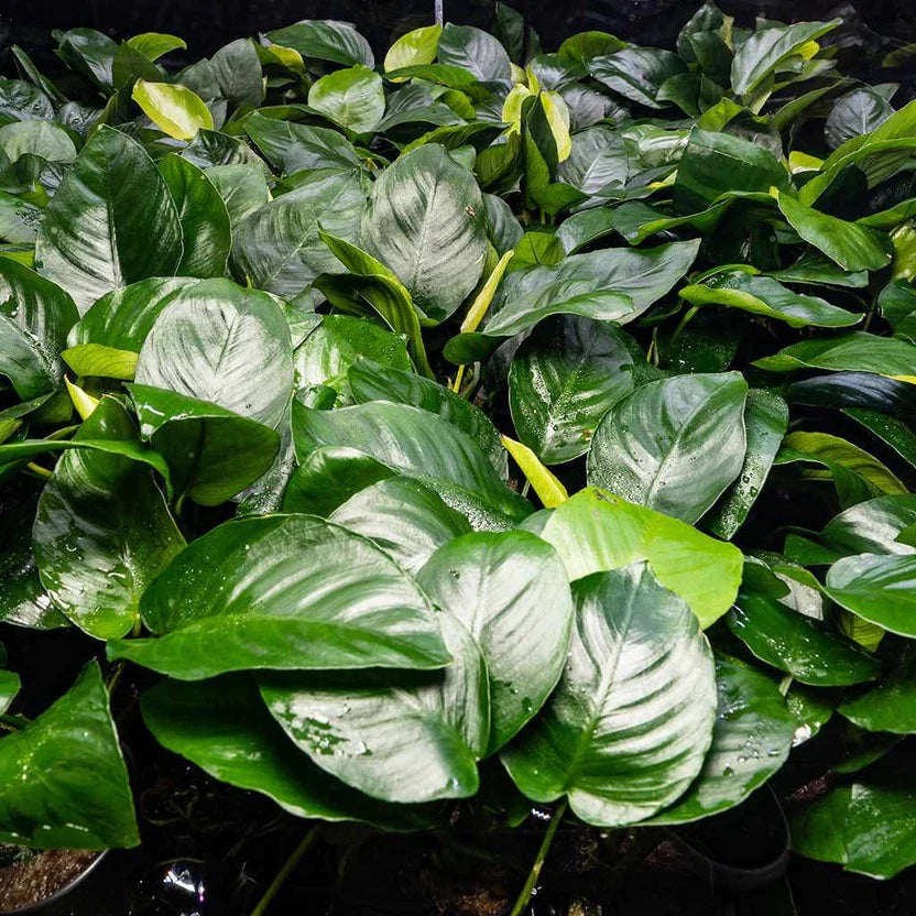 Anubias Barteri - H2O Plants