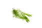 Hornwort | Ceratophyllum Demersum - H2O Plants