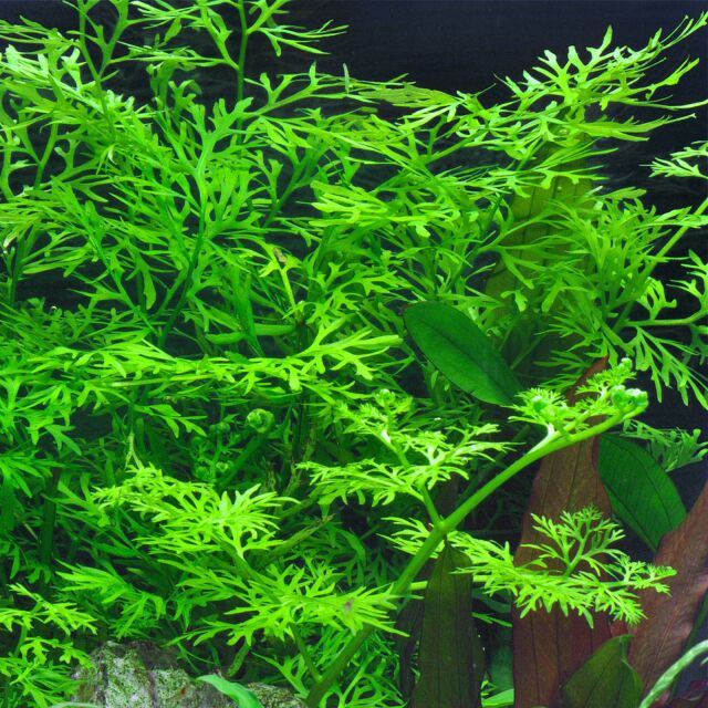 Water Sprite Lace | Indian Fern - H2O Plants