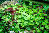 Pennywort | Hydrocotyle Verticillata - H2O Plants