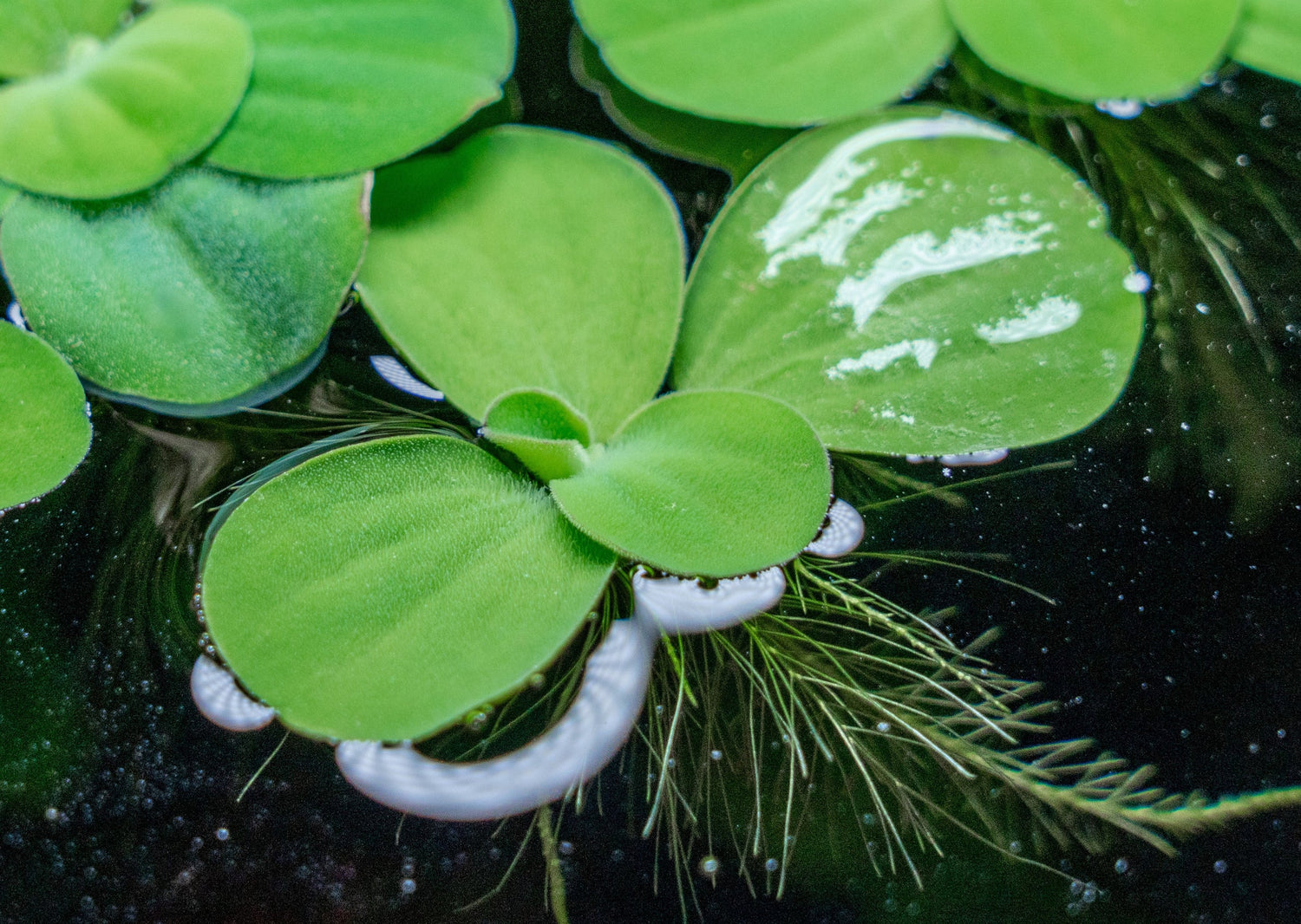 Dwarf Water Lettuce | Pistia Stratioes - H2O Plants