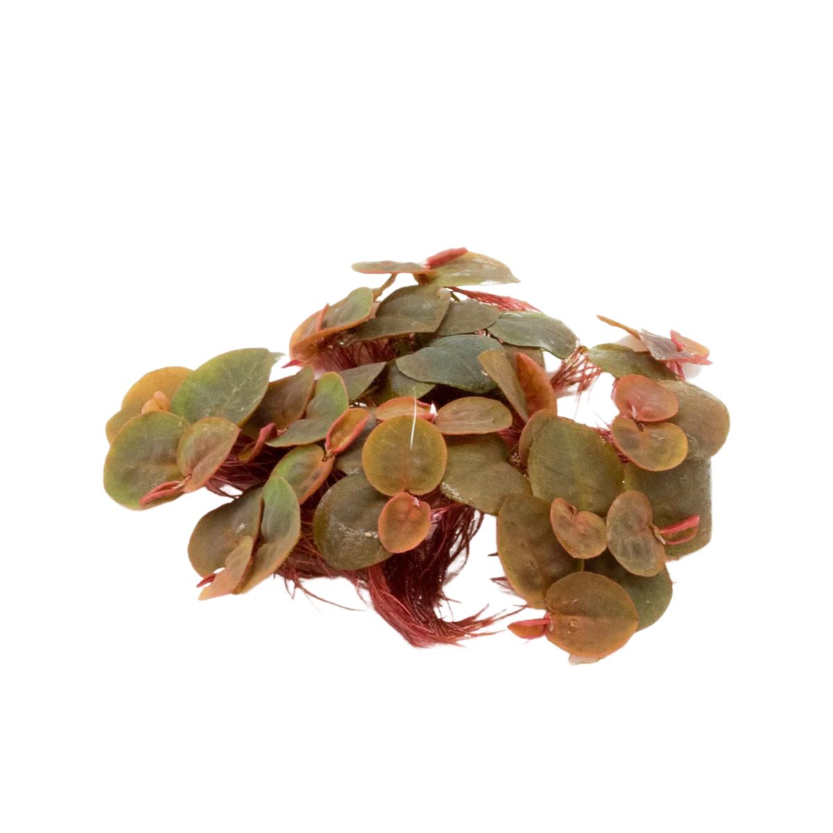 Red Root Floater | Phyllanthus Fluitans - H2O Plants