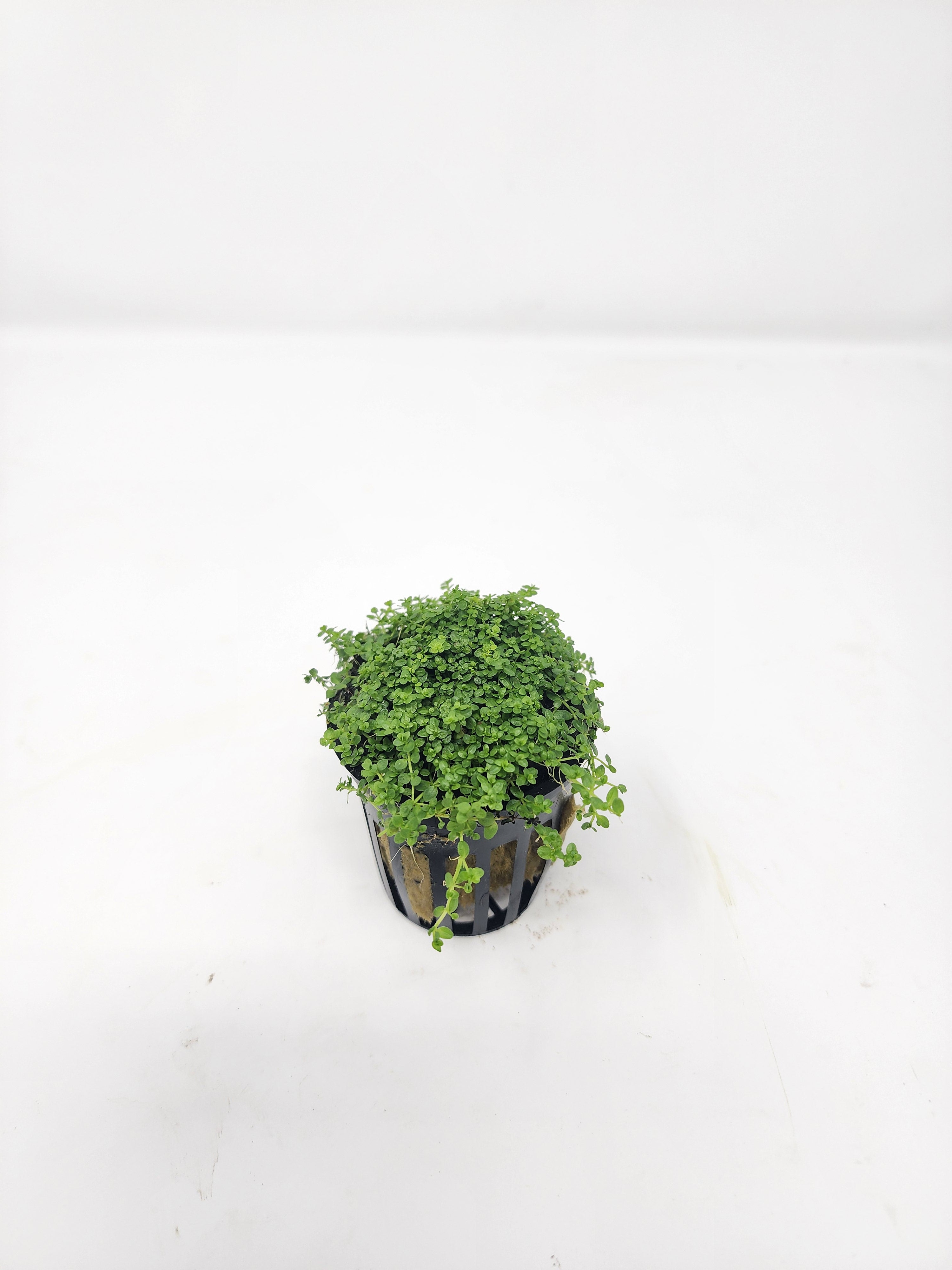 Dwarf Baby Tears (HC) – H2O Plants