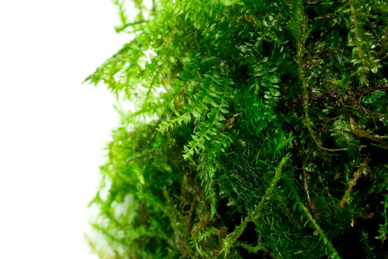 Weeping Moss | Vesicularia Ferriei - H2O Plants