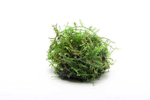 Weeping Moss | Vesicularia Ferriei - H2O Plants