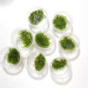 Miscellaneous Moss Tissue Cultures