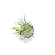 Juncus Repens