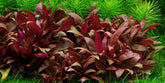 Alternanthera Reineckii Mini - H2O Plants
