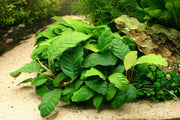 Anubias Coffeefolia - H2O Plants