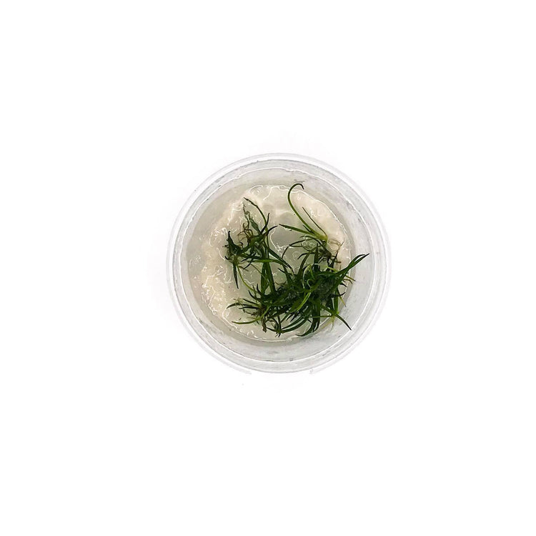 Littorella Uniflora - Complete Aquatics Tissue Culture - H2O Plants