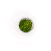 Rotala Bonsai - Complete Aquatics Tissue Culture - H2O Plants