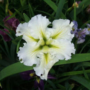 Iris Acadian Miss - H2O Plants