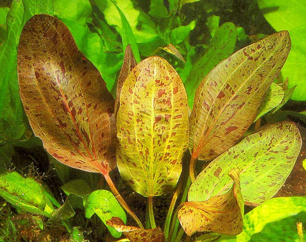 Red Ozelot Sword - H2O Plants
