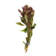 Ammannia Gracilis - H2O Plants