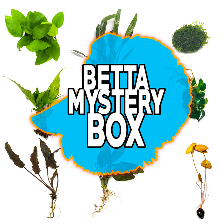 Betta Mystery Box Plant Package - H2O Plants