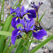 Iris Blue Flag - H2O Plants