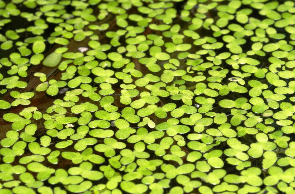Duckweed - H2O Plants