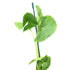 Arrowhead Sagittaria - H2O Plants