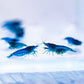 5 Fantasy Blue Dream Shrimp