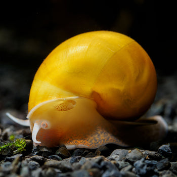 Gold Mystery Snail