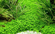 Tropica Hemianthus callitrichoides 'Cuba'