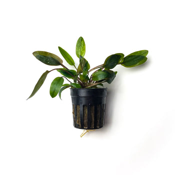 Cryptocoryne Walkeri - H2O Plants