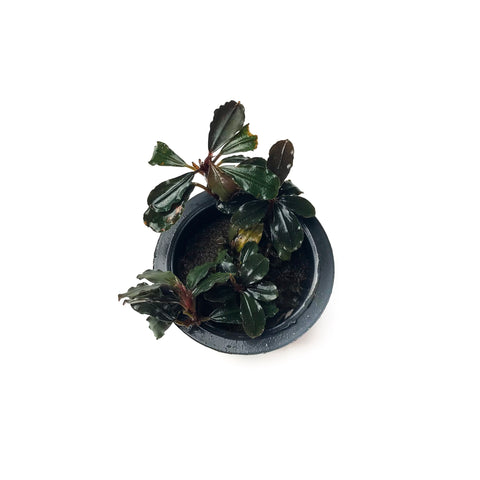 Bucephalandra Kedagang Round - H2O Plants
