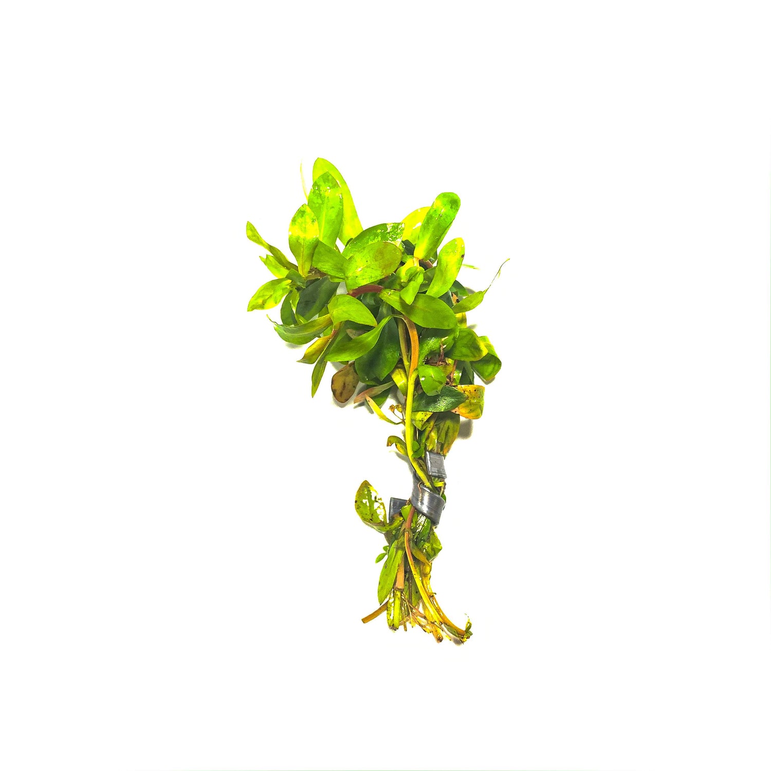 Ammannia Senegalensis - H2O Plants