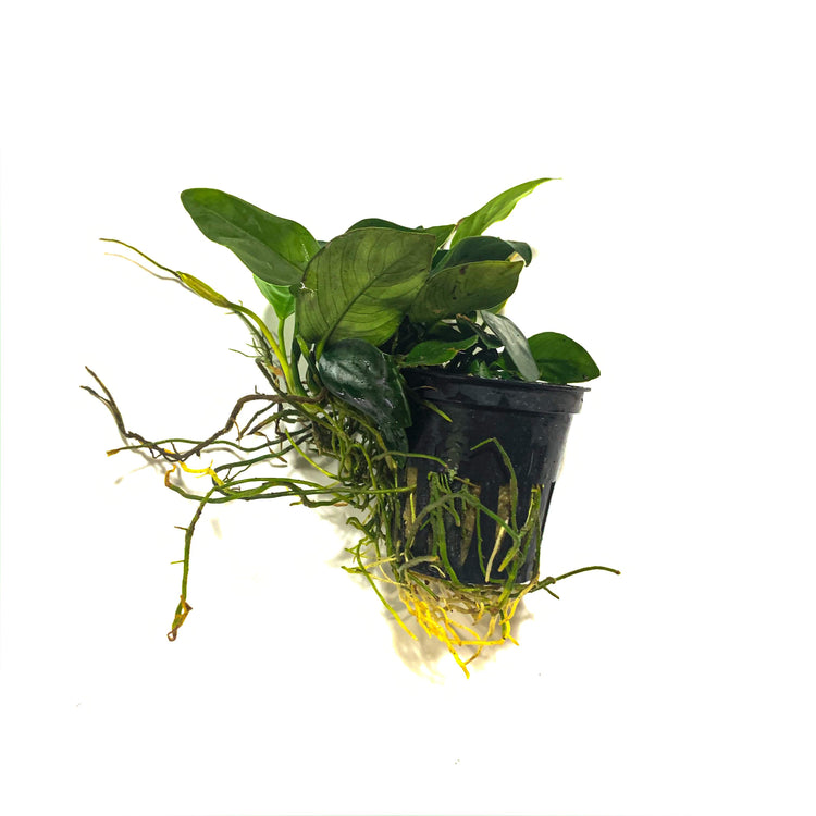 Tropica Anubias Nana - H2O Plants