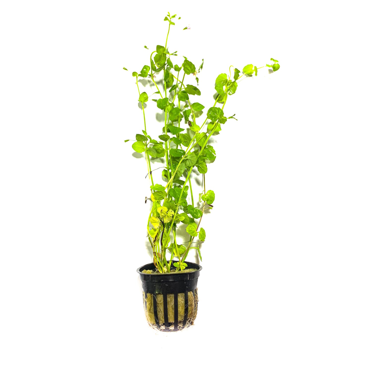 Mint Charlie