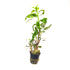 Tropica Lobelia Cardinalis - H2O Plants