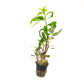 Tropica Lobelia Cardinalis - H2O Plants