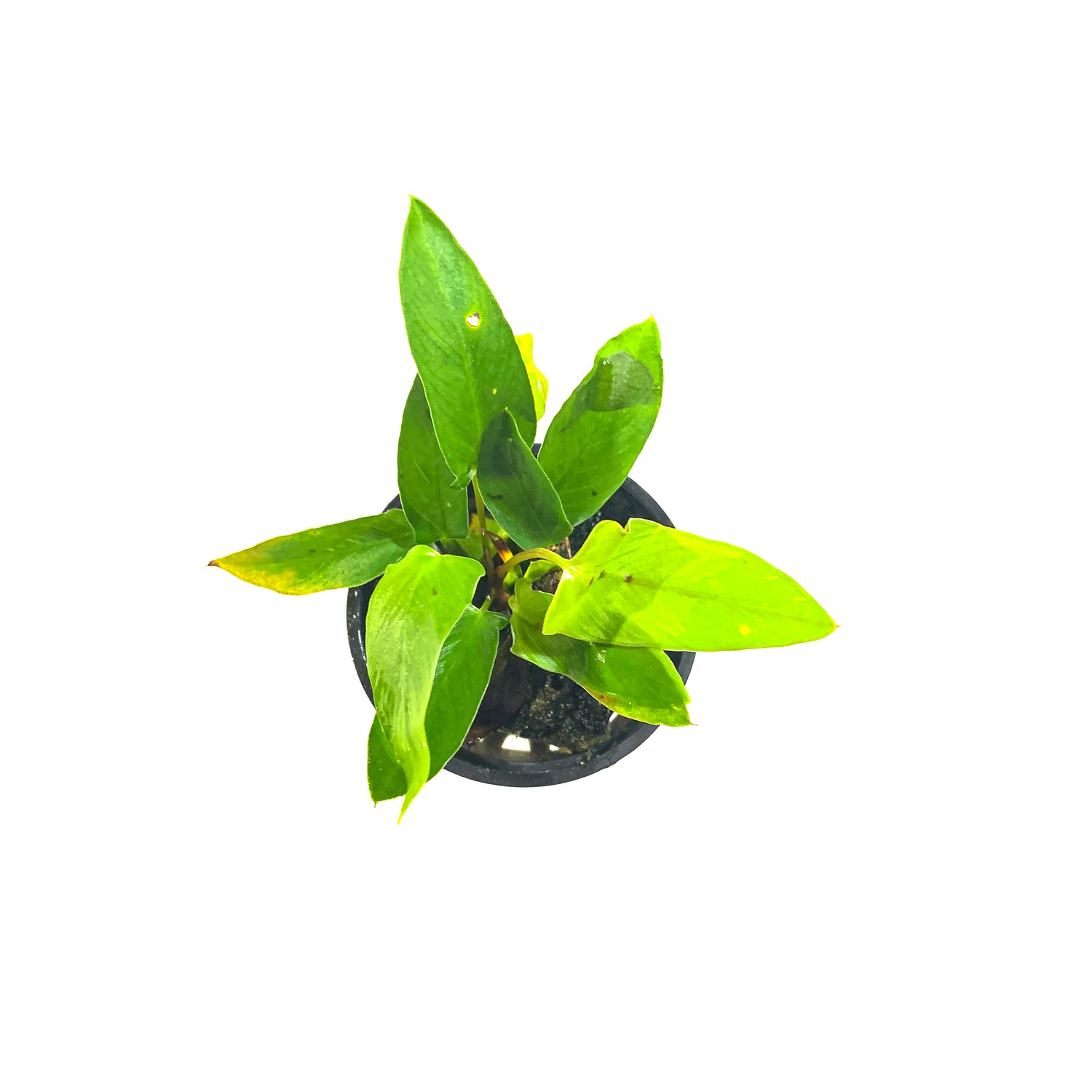 Tropica Anubias Gracilis - H2O Plants
